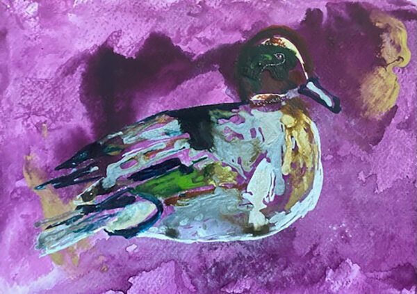 Mr. Teche-  Green Winged Teal