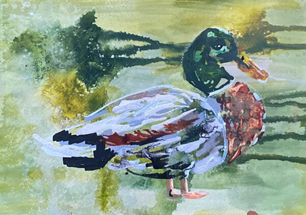 Mr Cocodrie-  Mallard Drake
