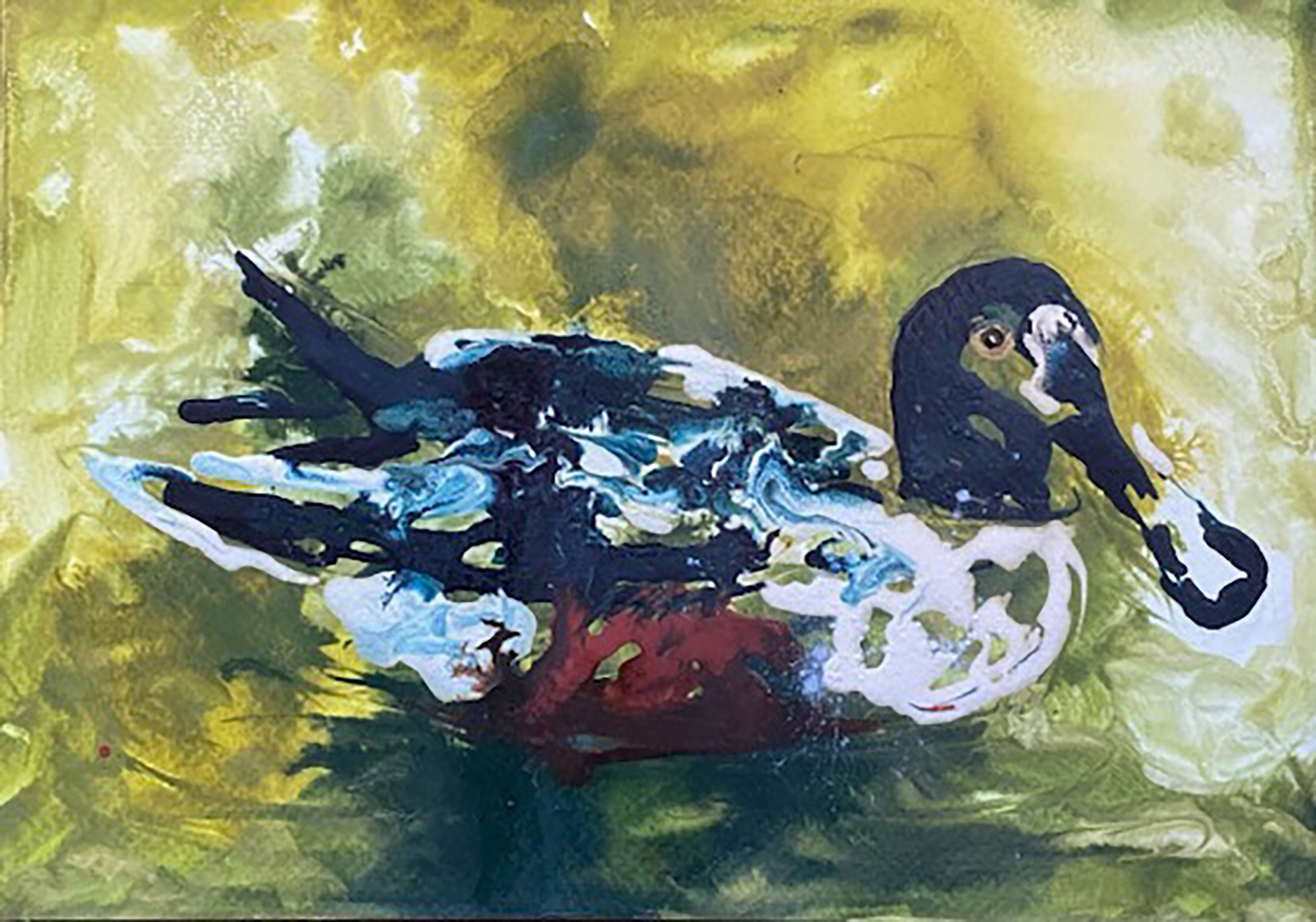 Mr. Manchec- Northern Shoveler